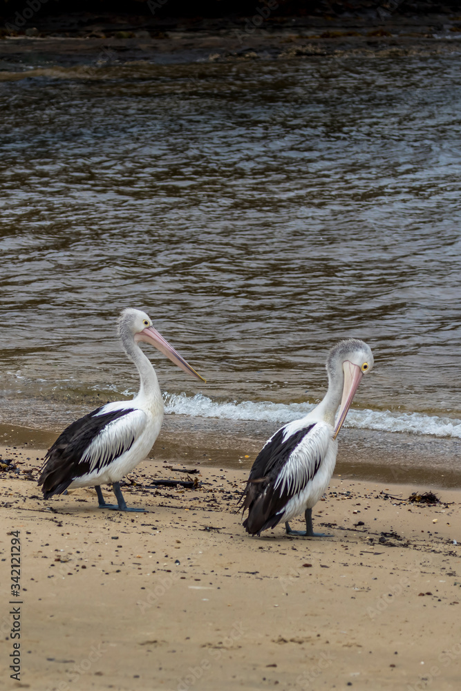 Pelican and other waterbirds at a beach in Victoria, Australia at a rainy day in summer. Pelican and other waterbirds at a beach in Victoria, Australia at a rainy day in summer.