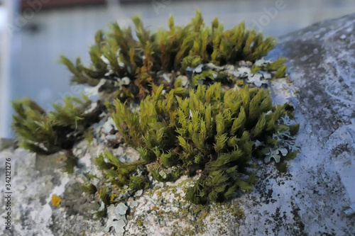 Close up of moss growing on a birch tree 