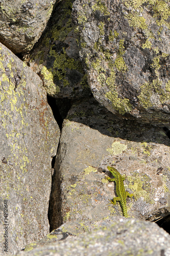 Cyren’s Rock Lizard / Cyren’s Gebirgseidechse bzw. Spanische Gebirgseidechse (Iberolacerta cyreni castiliana), Sierra de Gredos, Spain / Spanien photo
