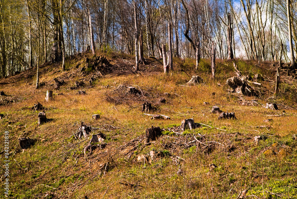 deforestation. Environmental degradation in the world. felling trees. green lungs of the planet. the destruction of nature. deforestation. Environmental degradation in the world. felling trees. green lungs of the planet. the destruction of nature.