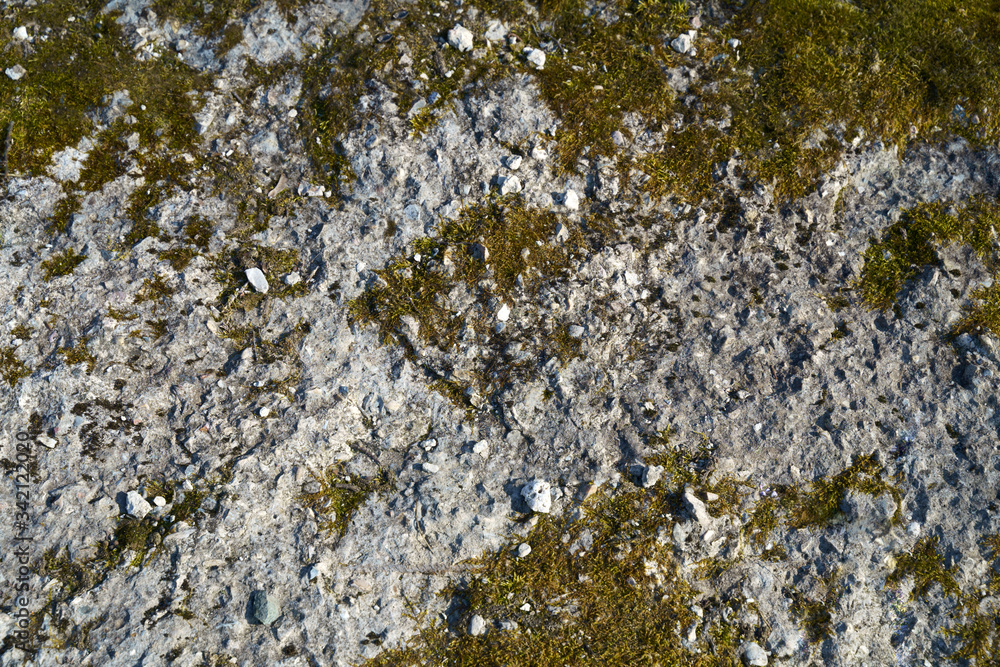 Green beautyfull moss on the stone wall