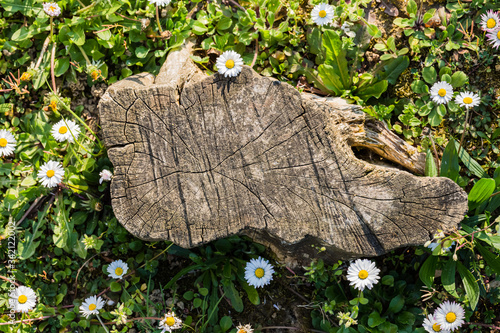 Wallpaper Mural Spring flowers. Spring background. Top view. Picturesque stump on a camomile field Torontodigital.ca