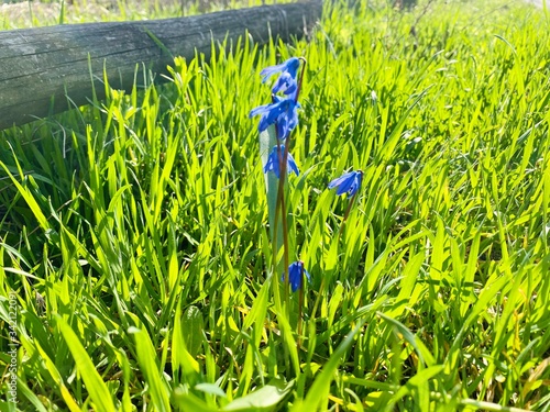 a close-up of bluebell in green grass by wooden fence