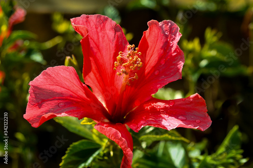 Sunlit Red Hibiscus