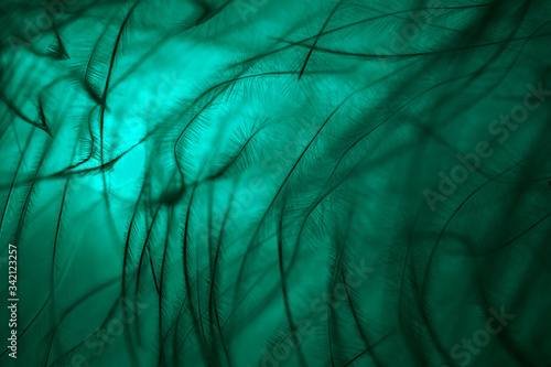 background, macro photography swan feather