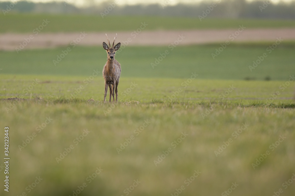 Roebuck - buck (Capreolus capreolus) Roe deer - goat Roebuck - buck (Capreolus capreolus) Roe deer - goat