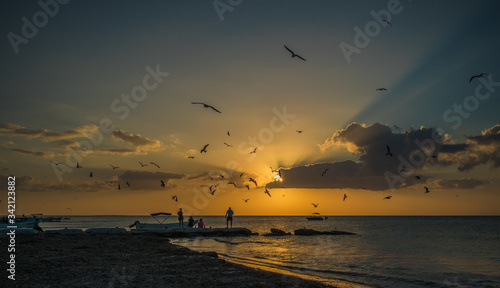 Segulls at Sunset