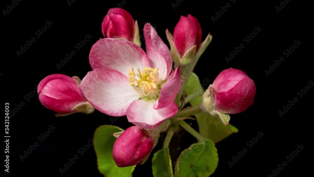 Macro time lapse apple tree flowers opening on black background close-up Macro time lapse apple tree flowers opening on black background close-up
