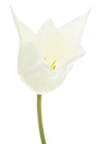 White flower of tulip, isolated on white background