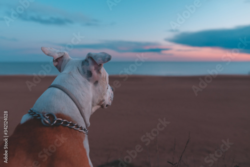 Adorable dog sits and watches the beautiful golden sunset  sunrise  near the ocean. The dog sits on the beach near the sea. Copy space. Holidays with pets. Dog beach concept. Magical sunset.