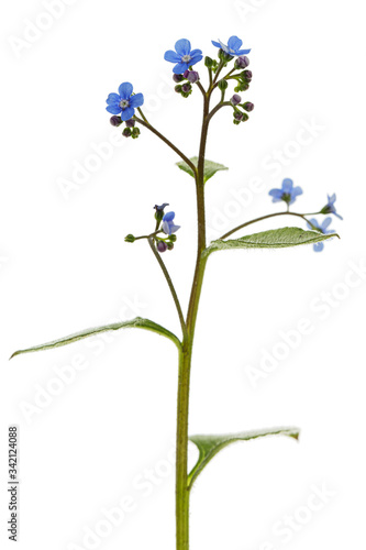 Blue flower of brunnera, forget-me-not, myosotis, isolated on white background