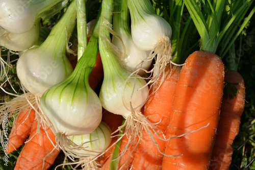 Carottes et oignons blancs frais