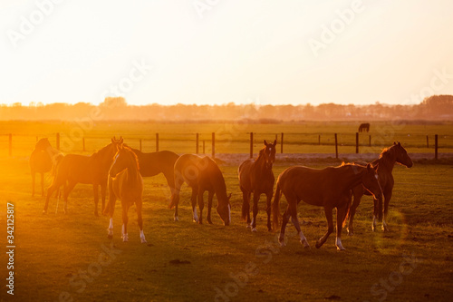 group of young horses in meadow during sunset