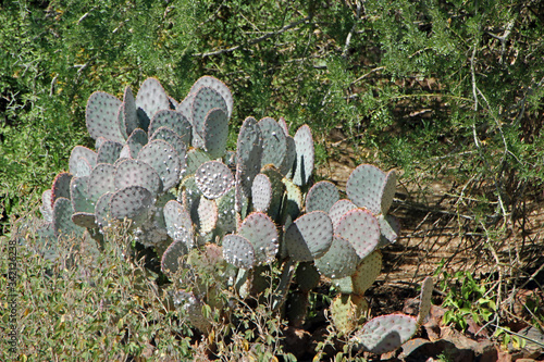 Cacti in the Sonoran Desert in Phoenix, AZ photo