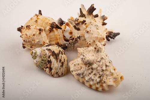 Different seashells on a white background. Close up.