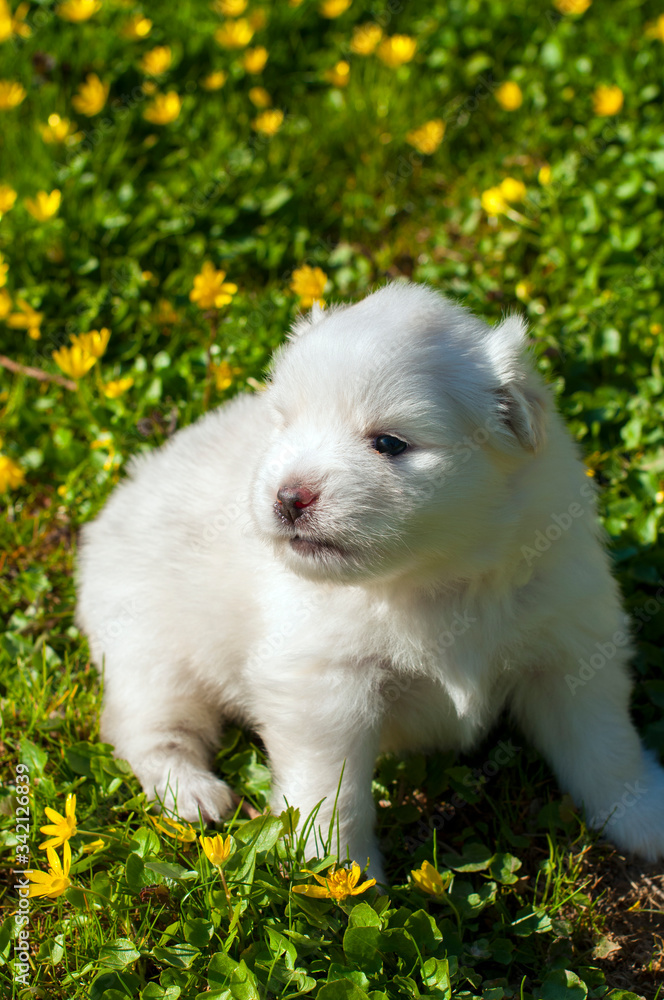 Young Pomski Dog Breed Groomed and Healthy Pomski, an exquisite puppy with a good temperament outdoors on a sunny day Young Pomski Dog Breed Groomed and Healthy Pomski, an exquisite puppy with a good temperament outdoors on a sunny day