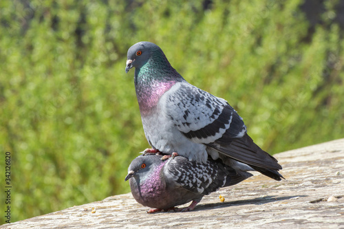 Mating street pigeons, Columba livia domestica or stadttaube photo