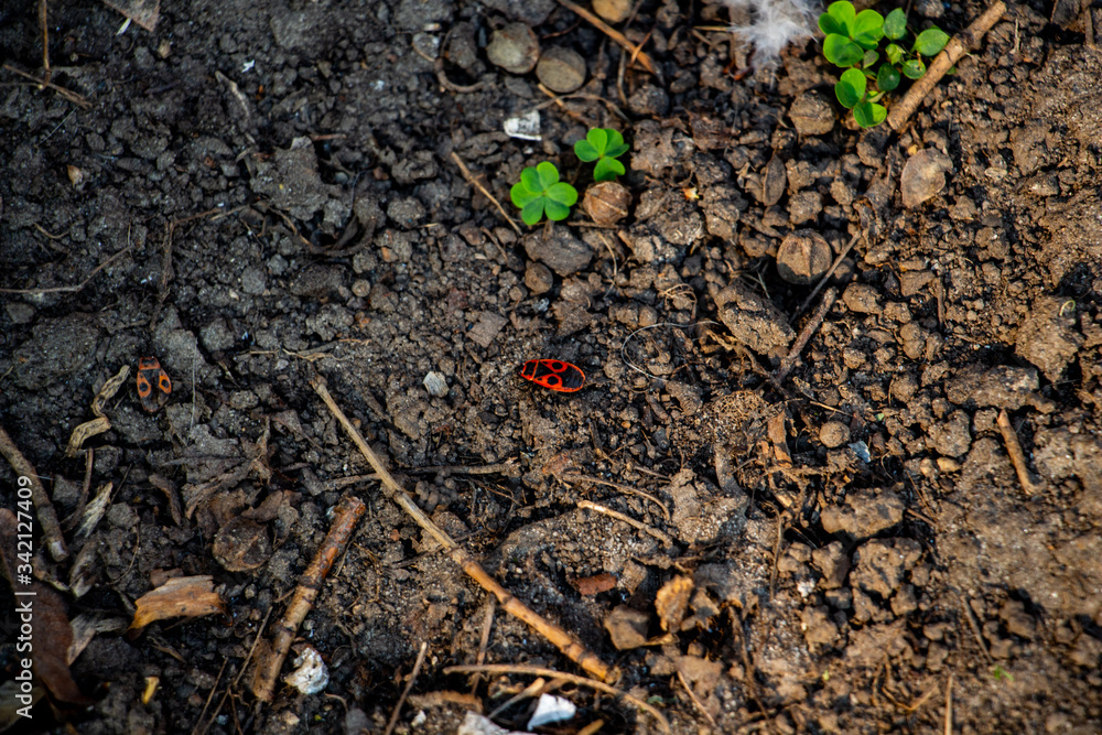 red bug in spring soil
red bug in spring soil