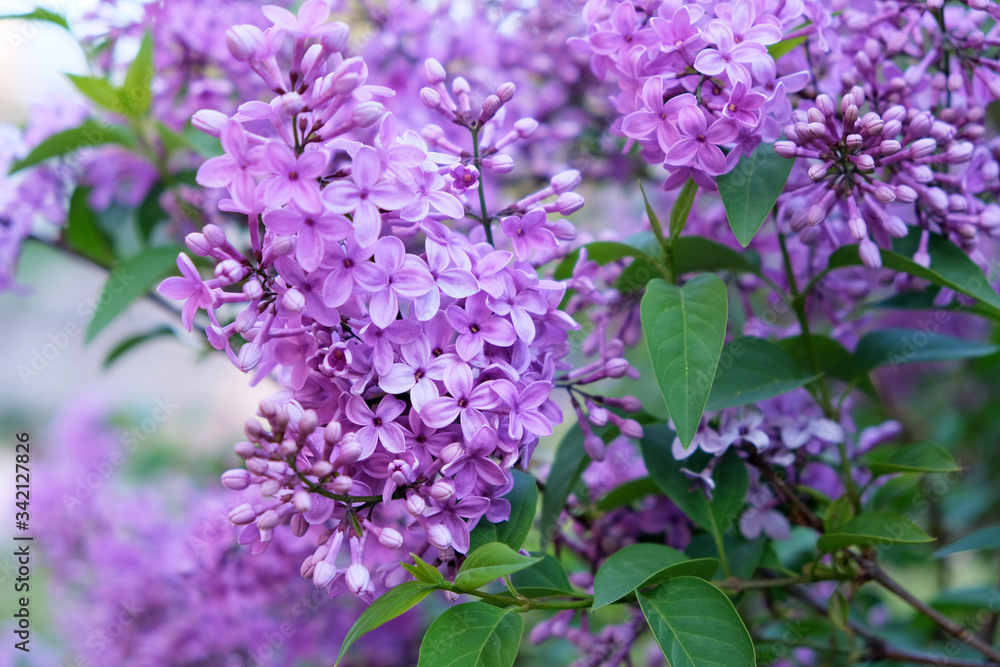 Lilac flowers in the garden in springtime. Gardening. Lilac flowers in the garden in springtime. Gardening.
