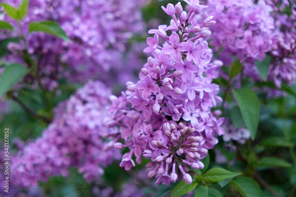 Lilac flowers in the garden in springtime. Gardening.