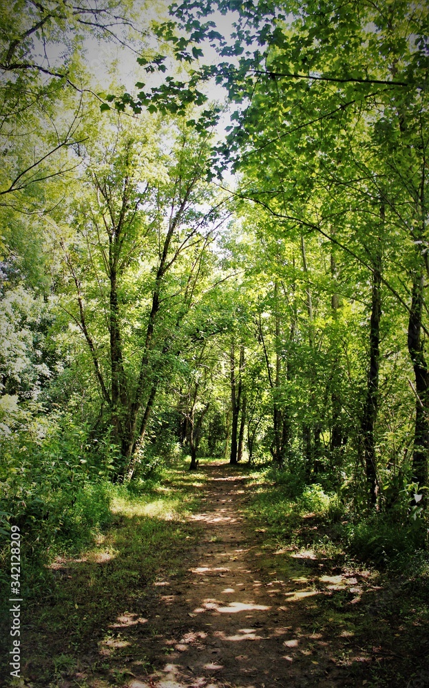 path in the forest path in the forest