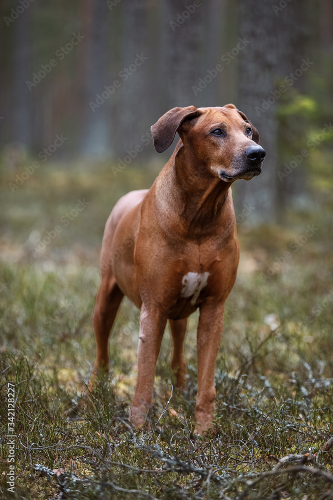 A large brown dog rhodesian ridgeback standing on top of a grass covered field