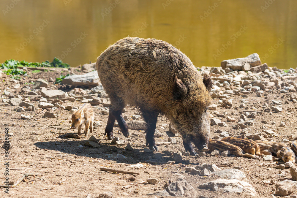 Wild boar - Sus scrofa - in the forest and by the water in its natural habitat.