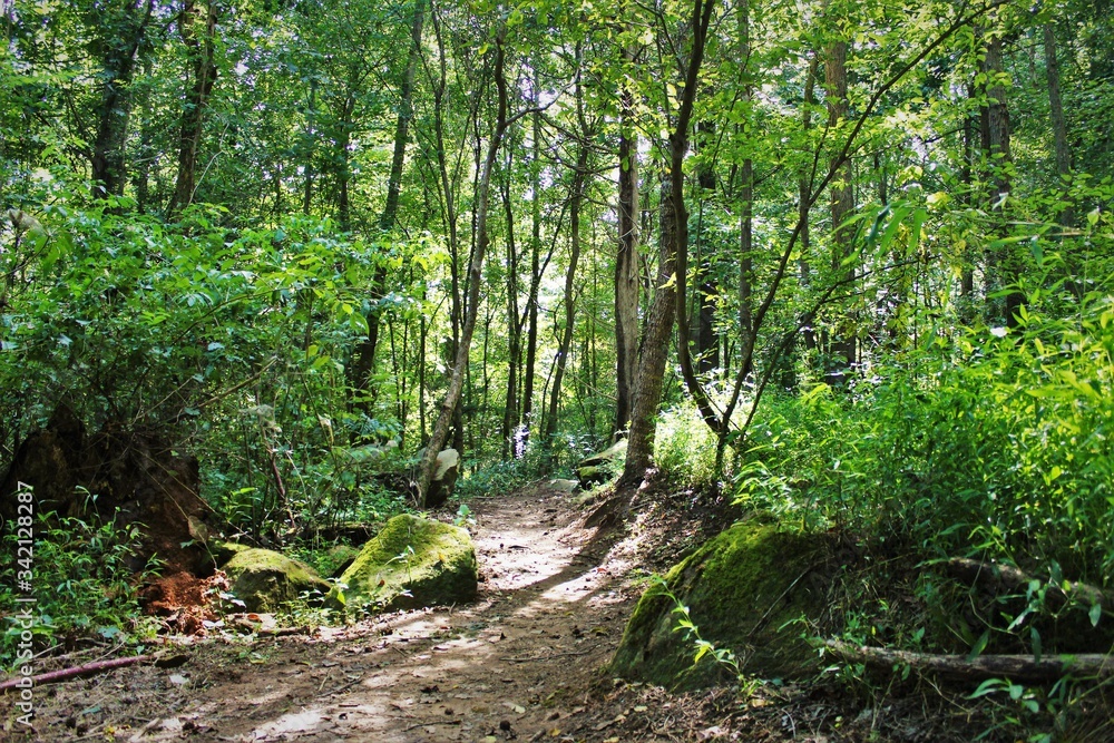 footpath in the forest