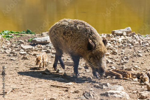 Wild boar - Sus scrofa - in the forest and by the water in its natural habitat. © Roman Bjuty