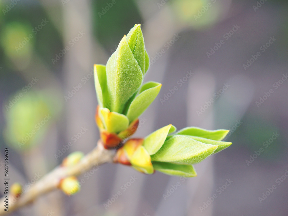 Blooming buds and growing leaves of an ornamental shrub before flowering close-up. Light tender illustration about the onset of spring. Japanese lilac, Syringa reticulata. Macro Blooming buds and growing leaves of an ornamental shrub before flowering close-up. Light tender illustration about the onset of spring. Japanese lilac, Syringa reticulata. Macro