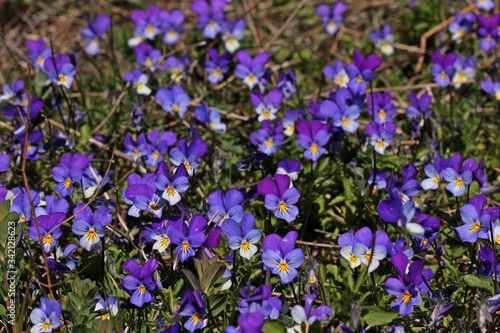Wildes Stiefm  tterchen  Viola tricolor 