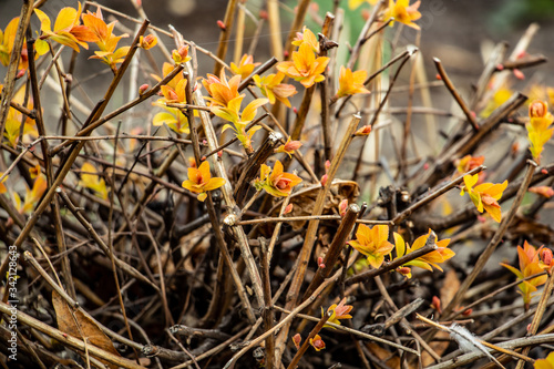 Spirea japanese Firelight in early spring 