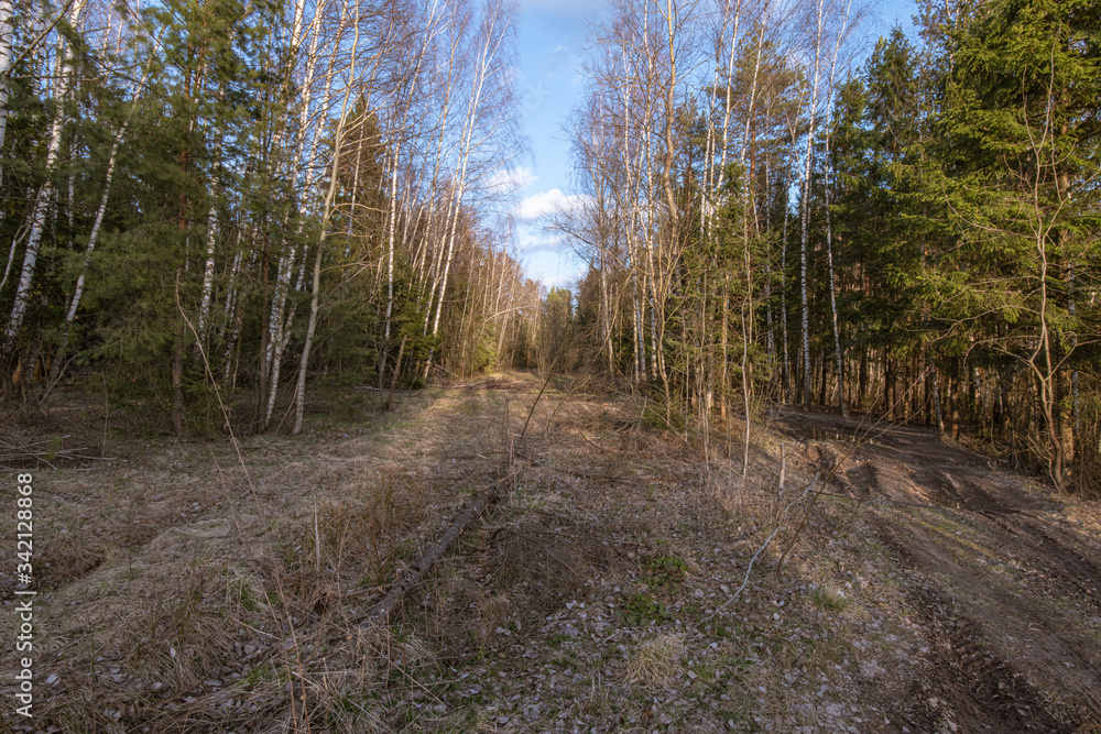 Spring forest Spring forest