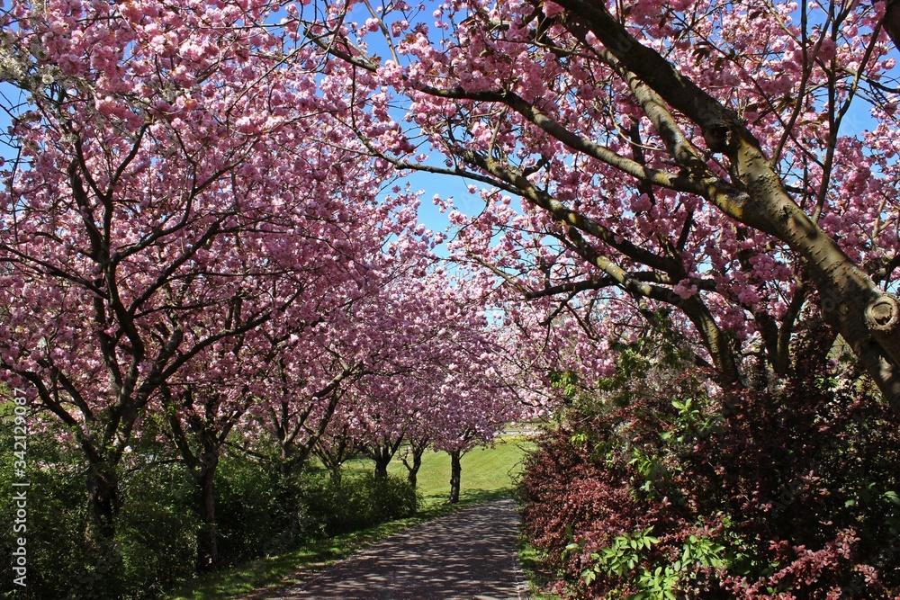 Allee mit rosa blühenden Japanischen Blütenkirschen (Prunus serrulata)