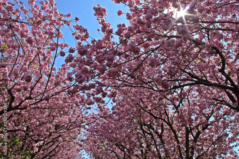 Allee mit rosa blühenden Japanischen Blütenkirschen (Prunus serrulata)
