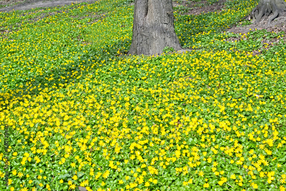 Obraz premium Glade with flowering buttercup (Ficaria verna). Spring