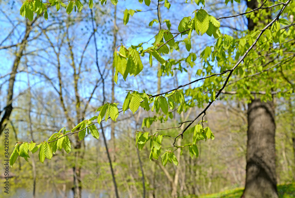 Fototapeta premium Branches with young leaves of grab common (Carpinus betulus L.). Spring wood