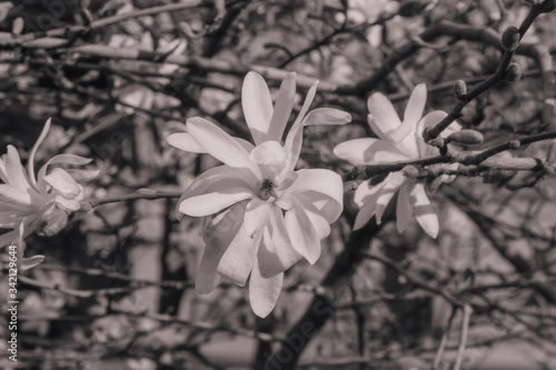 white magnolia flowers in sepia
