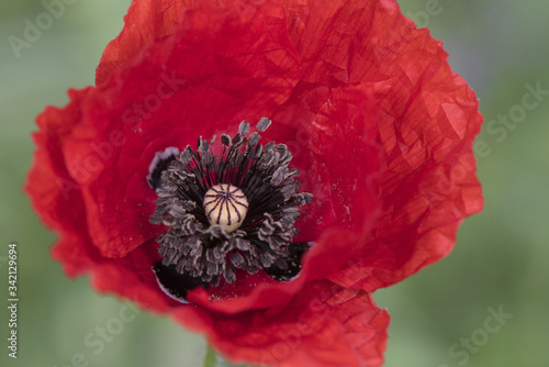 Papaver dubium long headed poppy blindeyes deep red flower with droplets of morning dew