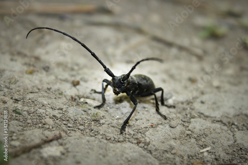 strange horned beetle on the background of sandy land close-up © Ирина Фроликова