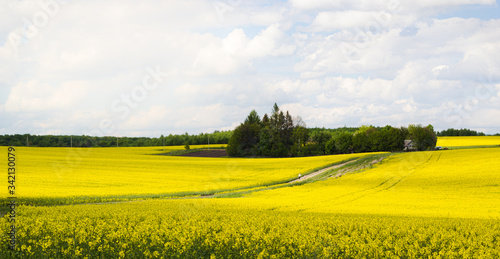 Beautiful yellow rapeseed field with blue cloudy sky background