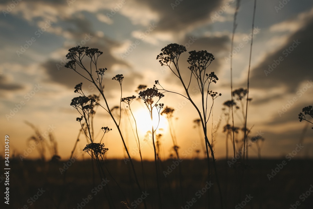 Obraz premium sunset in the field