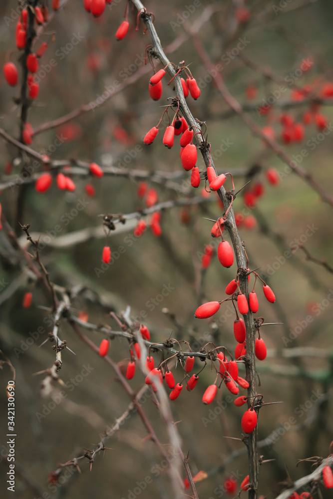 autumn background of a barberry Bush with red berries on the background of bare branches with thorns autumn background of a barberry Bush with red berries on the background of bare branches with thorns