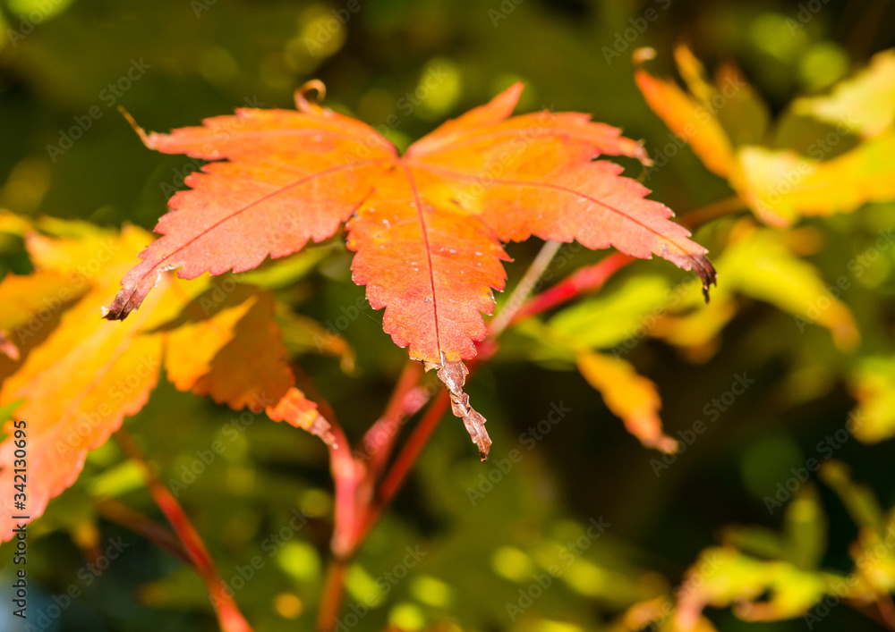 Autumn Signs Autumn Signs