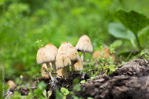 group of mushrooms in the forest. Wild mushrooms grow in a green forest