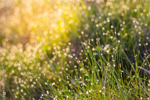 Raindrops on juicy lush green grass in summer meadow in summer outdoors close-up macro, light background with copy space