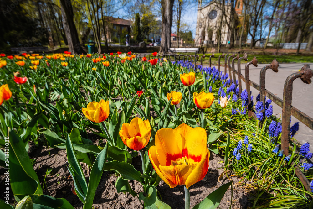Fototapeta premium tulipany w parku, wiosna, małopolska, krzeszowice