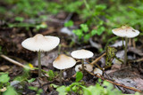 group of mushrooms in the forest. Wild mushrooms grow in a green forest