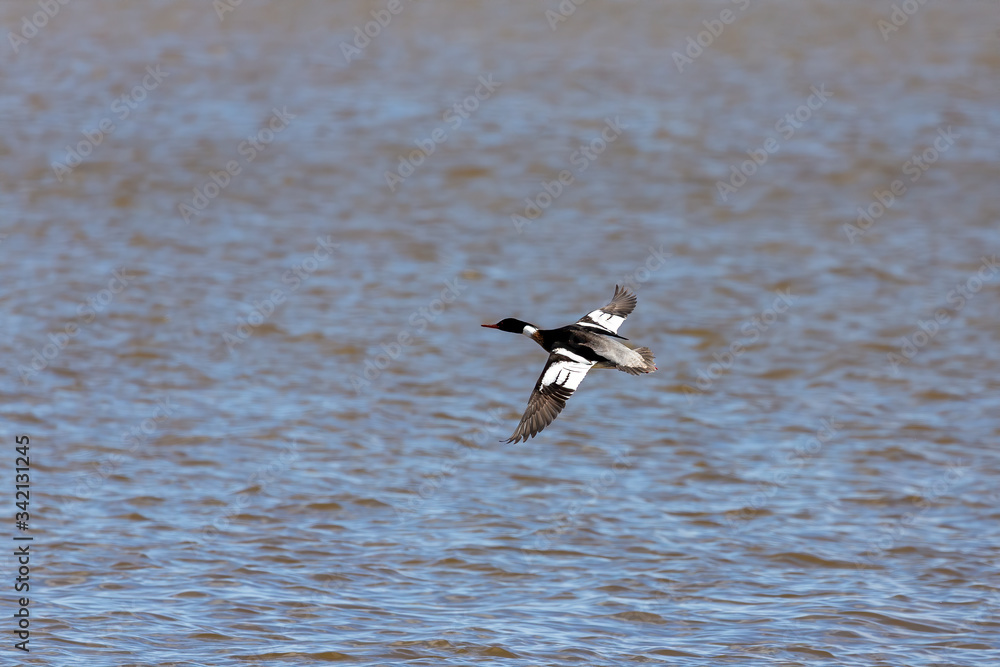 Male red-breasted merganser on flight. .Merganser is a diving duck.Natural scene from the lake michigan. Male red-breasted merganser on flight. .Merganser is a diving duck.Natural scene from the lake michigan.