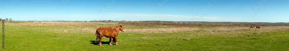 panorama with horses in the field, herd of horses grazing in the meadow in summer and spring, animal husbandry concept, with place for text panorama with horses in the field, herd of horses grazing in the meadow in summer and spring, animal husbandry concept, with place for text